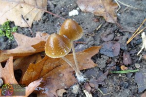 conocybe rickeniana (1).jpg